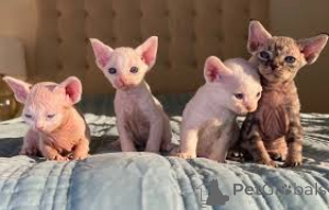 Zdjęcie №2 do zapowiedźy № 136745 na sprzedaż  kot german rex - wkupić się Niemcy 