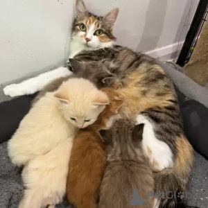 Zdjęcie №1. kot syberyjski - na sprzedaż w Schwäbisch gmünd | 1818zł | Zapowiedź № 167271