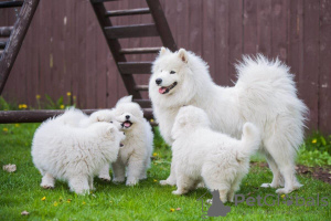 Zdjęcie №1. samojed (rasa psa) - na sprzedaż w Golden | 2033zł | Zapowiedź №129563