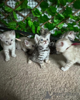 Zdjęcie №2 do zapowiedźy № 152705 na sprzedaż  kot bengalski - wkupić się Szwajcaria prywatne ogłoszenie