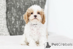 Zdjęcie №2 do zapowiedźy № 155603 na sprzedaż  labradoodle - wkupić się Islandia prywatne ogłoszenie