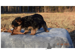 Zdjęcie №4. Sprzedam yorkshire terrier w Wyspa Kiawah.  - cena - negocjowane