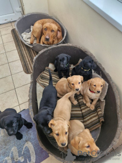 Zdjęcie №2 do zapowiedźy № 131713 na sprzedaż  labrador retriever - wkupić się Holandia prywatne ogłoszenie