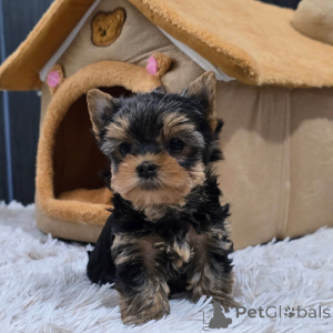 Zdjęcie №2 do zapowiedźy № 168621 na sprzedaż  yorkshire terrier - wkupić się Republika Czeska hodowca