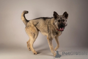 Zdjęcie №3. Szukam najlepszego rodzinnego chłopca o imieniu Atari. Federacja Rosyjska