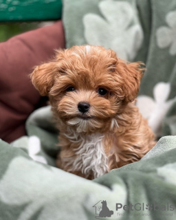 Dodatkowe zdjęcia: Szczenięta Maltipoo wychowane w domu rodzinnym