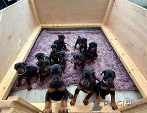 Zdjęcie №1. doberman - na sprzedaż w Brokdorf | 2153zł | Zapowiedź №171435