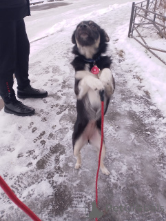 Zdjęcie №4. Sprzedam pies nierasowy w Petersburg. prywatne ogłoszenie - cena - Bezpłatny