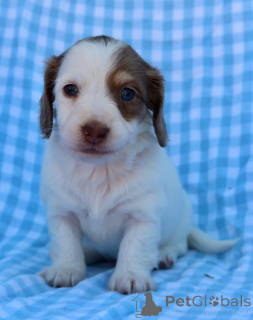 Zdjęcie №1. jamnik - na sprzedaż w Berdorf | negocjowane | Zapowiedź №155075