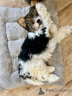 Zdjęcie №2 do zapowiedźy № 135451 na sprzedaż  yorkshire terrier biewer - wkupić się Gruzja prywatne ogłoszenie
