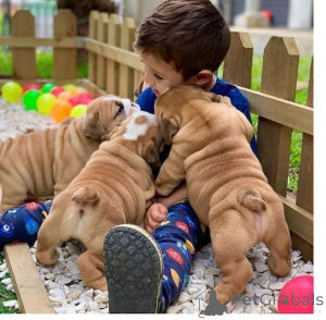 Zdjęcie №1. buldog angielski - na sprzedaż w Nowy Jork | 3558zł | Zapowiedź №140127