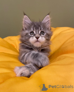 Zdjęcie №2 do zapowiedźy № 144962 na sprzedaż  maine coon - wkupić się Niemcy hodowca