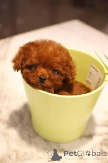 Zdjęcie №1. pudel (krasnolud) - na sprzedaż w Bruksela | 3348zł | Zapowiedź №164106