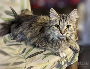 Zdjęcie №3. Oddajemy kota Bambi w dobre ręce.. Federacja Rosyjska