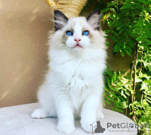 Zdjęcie №1. ragdoll - na sprzedaż w South Lake Tahoe | 872zł | Zapowiedź № 76603