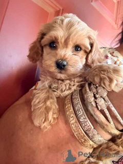 Zdjęcie №1. maltipu - na sprzedaż w Berlin | 4305zł | Zapowiedź №149823