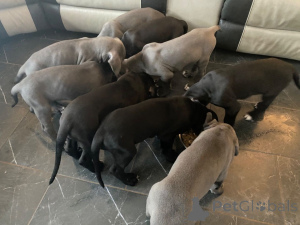 Zdjęcie №4. Sprzedam dog niemiecki w Bilund. prywatne ogłoszenie, hodowca - cena - 7175zł