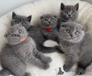 Zdjęcie №1. scottish fold - na sprzedaż w Budapest | negocjowane | Zapowiedź № 138215