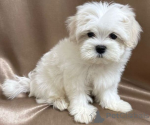 Zdjęcie №3. Idealny szczeniak do Twojego domu. Niemcy