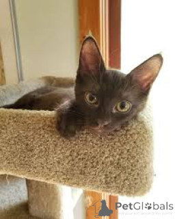 Zdjęcie №3. Havanabraune Kätzchen zu verkaufen. Finlandia