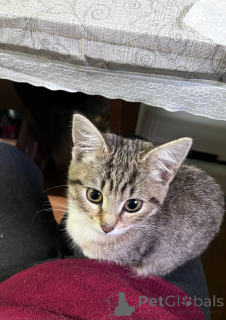 Zdjęcie №3. To jest Salinka! Wspaniała, delikatna dziewczyna!. Federacja Rosyjska