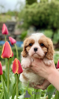 Zdjęcie №2 do zapowiedźy № 168618 na sprzedaż  cavalier king charles spaniel - wkupić się Białoruś od żłobka