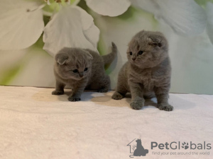 Zdjęcie №1. scottish fold - na sprzedaż w Гамбург | 1256zł | Zapowiedź № 82109