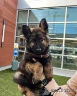 Zdjęcie №3. Duitse Herder-puppy's te koop. Belgia
