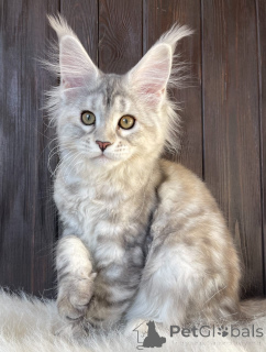 Zdjęcie №3. Kocięta rasy Maine Coon. USA