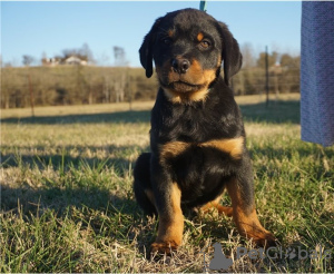 Zdjęcie №4. Sprzedam rottweiler w Nowy Jork. prywatne ogłoszenie - cena - Bezpłatny