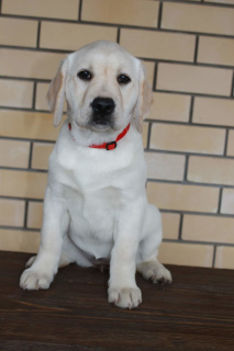 Zdjęcie №4. Sprzedam labrador retriever w Iżewsk. od żłobka, hodowca - cena - Negocjowane