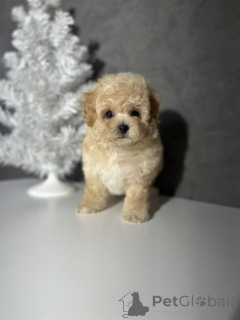 Zdjęcie №1.  - na sprzedaż w Helsinki | 2392zł | Zapowiedź №164029