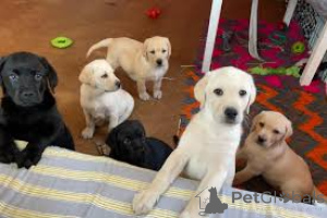 Zdjęcie №1. labrador retriever - na sprzedaż w Paryż | 4784zł | Zapowiedź №164752