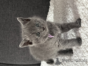 Zdjęcie №1. kot kartuski - na sprzedaż w Limbourg | Bezpłatny | Zapowiedź № 162475