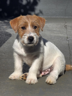 Zdjęcie №2 do zapowiedźy № 171876 na sprzedaż  jack russell terrier - wkupić się Niemcy prywatne ogłoszenie, hodowca
