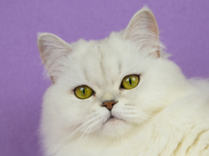 Zdjęcie №3. Szkocki srebrny futrzany kot. Federacja Rosyjska