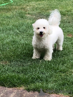 Zdjęcie №1. bichon frise - na sprzedaż w Böbingen-on-Remes | 2153zł | Zapowiedź №149753