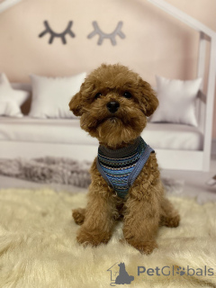 Zdjęcie №1. pies nierasowy - na sprzedaż w Berlin | 5740zł | Zapowiedź №158841