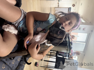 Zdjęcie №3. Boxer Female Puppy Omaela Harmony, FCI zarejestrowane. Słowacja