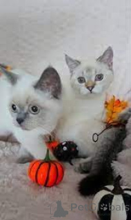 Zdjęcie №1. scottish straight - na sprzedaż w Helsinki | 3348zł | Zapowiedź № 161075