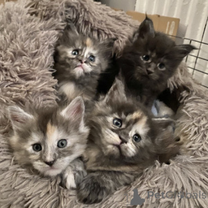 Zdjęcie №1. maine coon - na sprzedaż w Helsinki | Bezpłatny | Zapowiedź № 164835