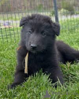 Zdjęcie №3. Sprzedam szczenięta Groenendael. Belgia