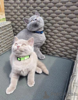 Zdjęcie №3. Słodkość w wysokiej rozdzielczości. Finlandia