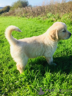 Zdjęcie №1. golden retriever - na sprzedaż w Bruksela | 1884zł | Zapowiedź №119106