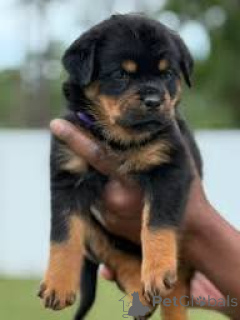 Zdjęcie №1. rottweiler - na sprzedaż w Helsinki | 4784zł | Zapowiedź №169385