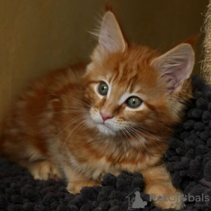 Zdjęcie №3. Schattige Main Coon Kitten 2 Beschikbaar en Klaar om Te Gaan.. Belgia
