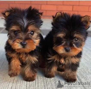 Zdjęcie №1. yorkshire terrier - na sprzedaż w Chicago | 4zł | Zapowiedź №87462