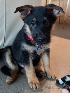 Zdjęcie №1. owczarek niemiecki - na sprzedaż w Bazylea | negocjowane | Zapowiedź №163768