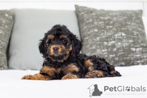 Zdjęcie №2 do zapowiedźy № 155592 na sprzedaż  labradoodle - wkupić się Irlandia prywatne ogłoszenie