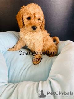 Zdjęcie №3. Oszałamiające szczenięta Cockapoo F1B. Niemcy